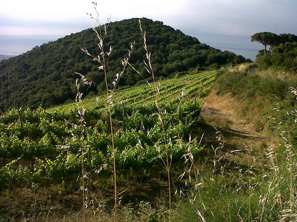 Descoberta del bosc a la tardor: fruits del bosc i bolets (La Conreria -Turó de Galzeran)