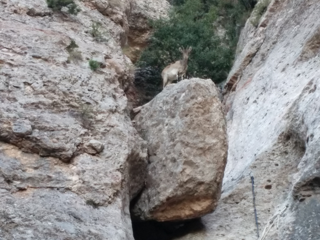 Es desequipa la canal del Joc de l’Oca, a Montserrat Es desequipa la canal del Joc de l’Oca, a Montserrat
